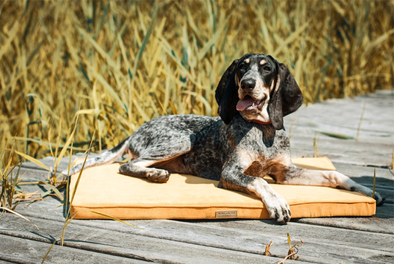B&B Hundmatta CHILL Honey - 2