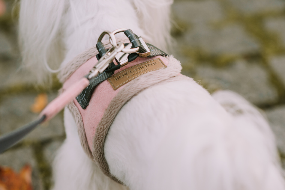 B&B Dog Harness YETI  Cream - 2