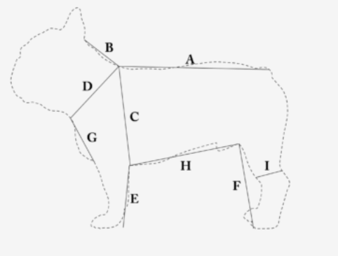 B&B Dog Harness YETI  Cream - 3