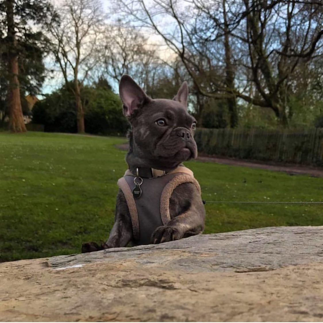 B&B Dog Harness YETI  Grey - 2