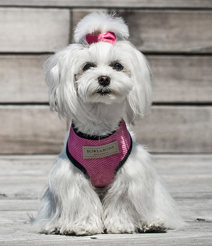 B&B Dog Harness CANDY Pink - 2