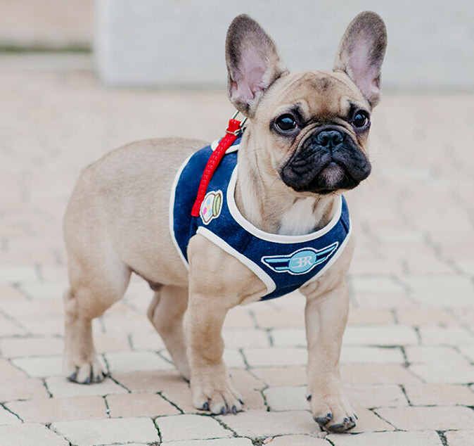 B&B Hundsele DENIM -  Marinblå  - 4