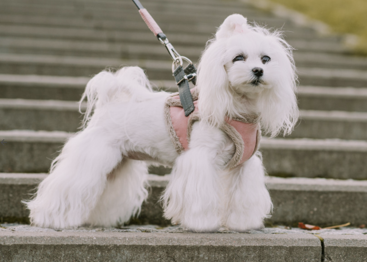 B&B Dog Harness YETI  Pink - 5