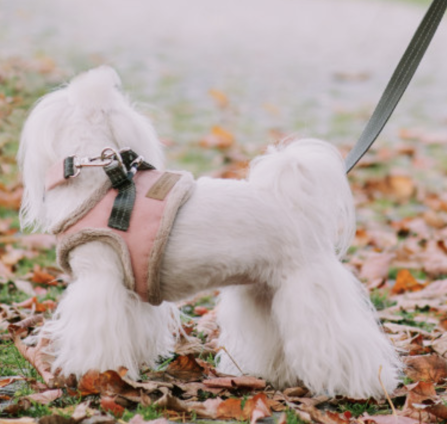 B&B Dog Harness YETI  Pink - 2