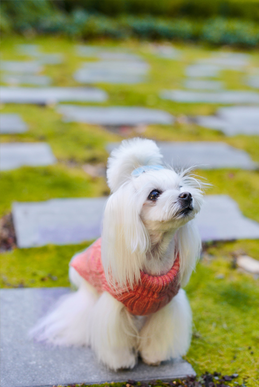 B&B Dog Sweater ASPEN - Pink - 5
