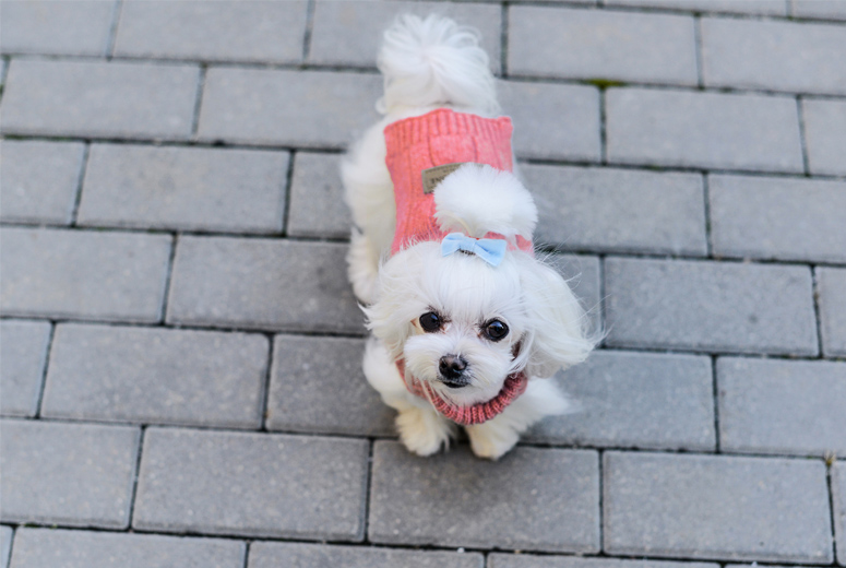 B&B Dog Sweater ASPEN - Pink - 4