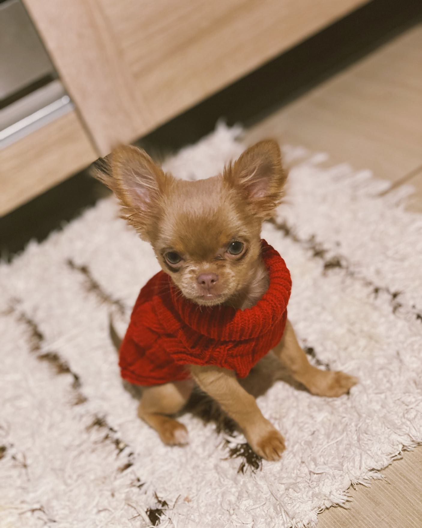 B&B Dog Sweater ASPEN - Red - 4