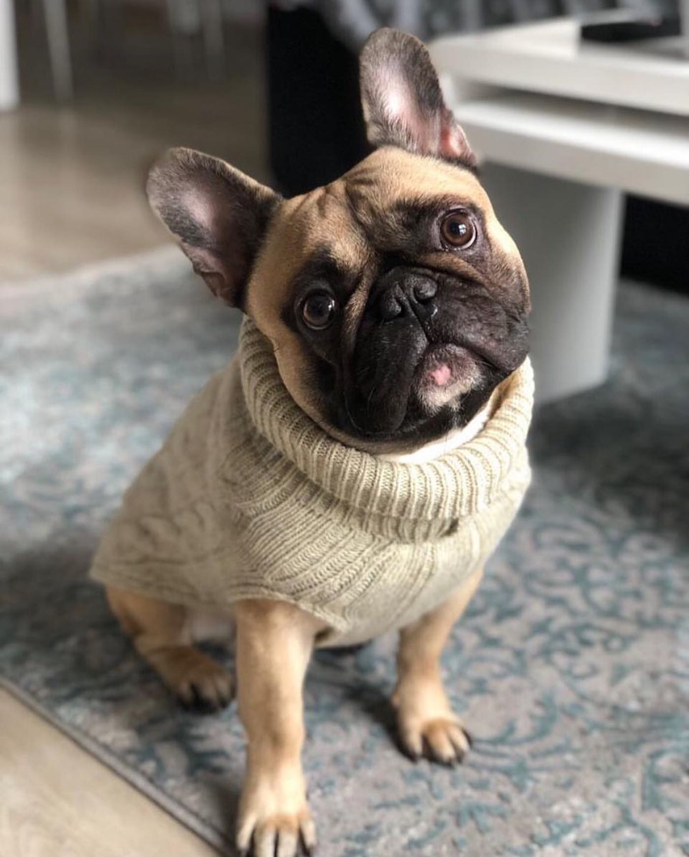 B&B Dog Sweater ASPEN - Ecru - 3
