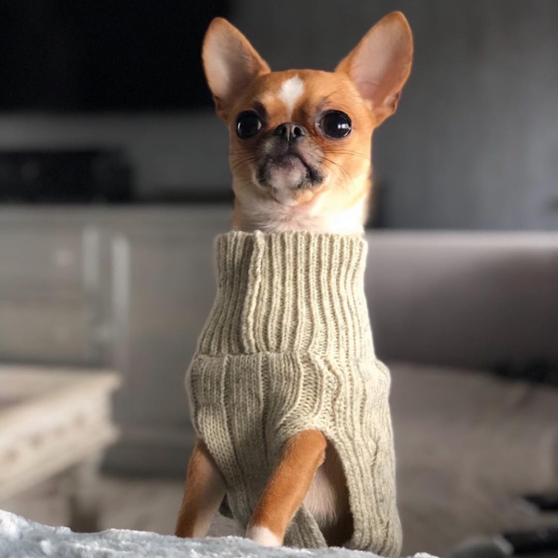 B&B Dog Sweater ASPEN - Ecru - 2