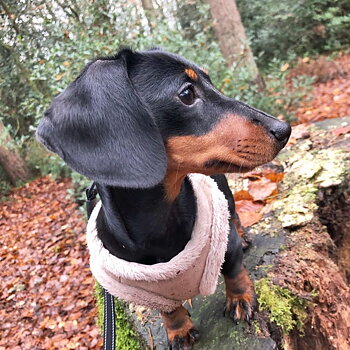 B&B DOG HARNESS