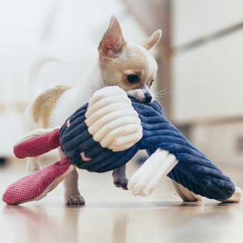 DOG TOY