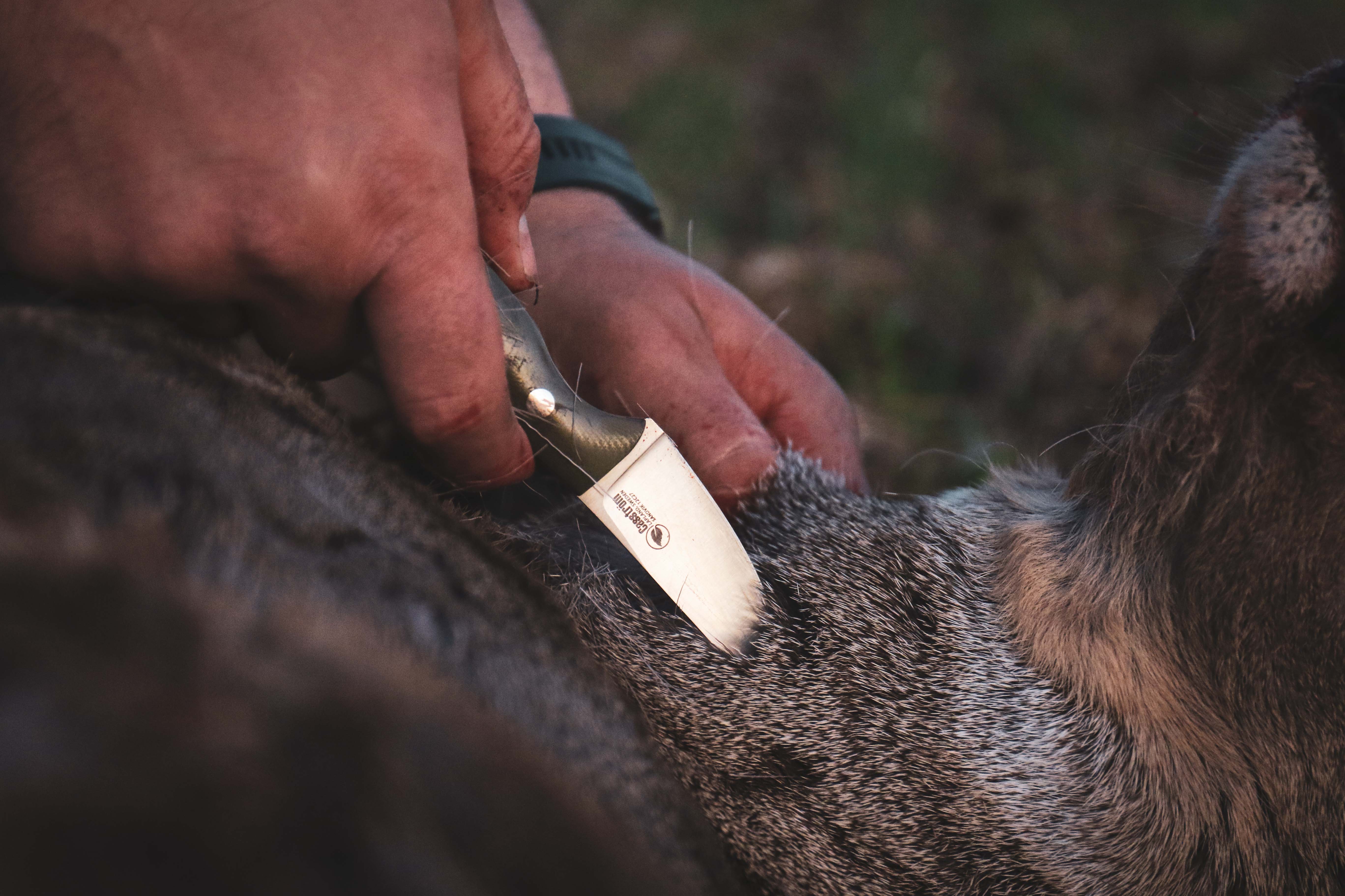 Casström Safari Mini Hunter G10 - 4