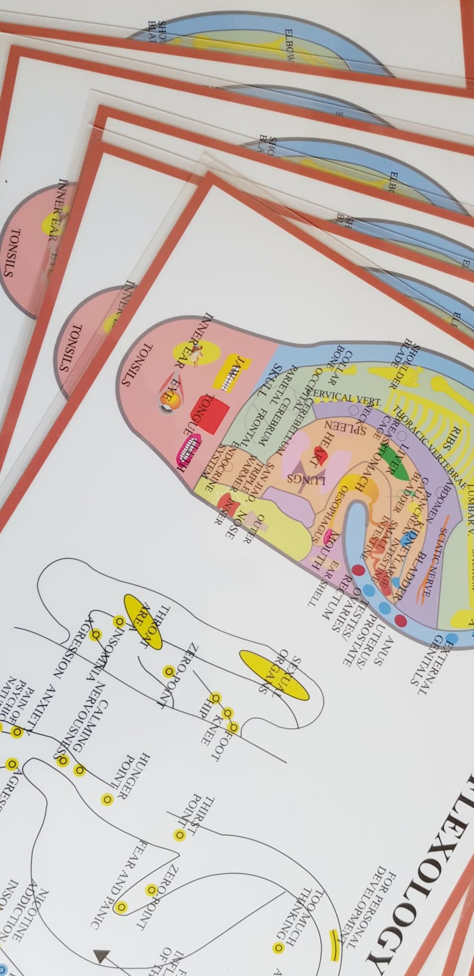 Ear reflexology Chart, plansch A4 - 4