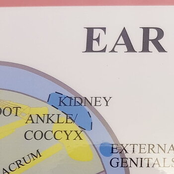 Ear reflexology Chart, plansch A4