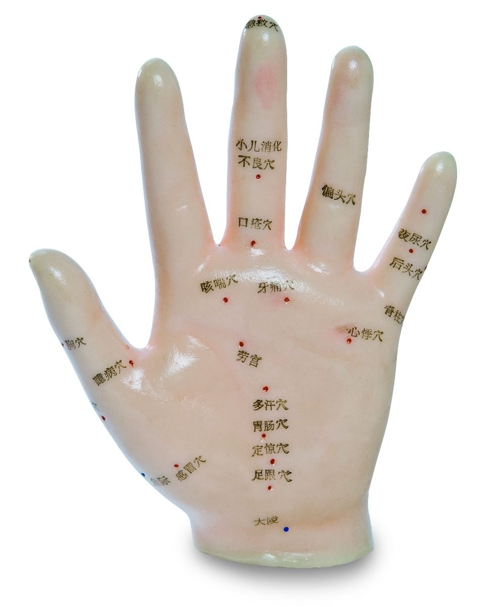 Modell av hand, 13 cm