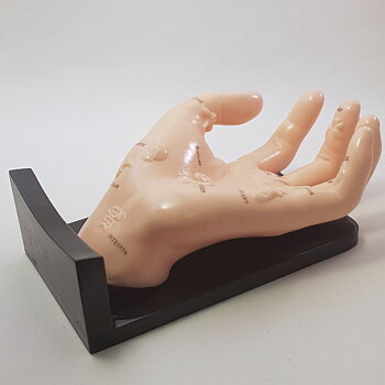 Modell av hand med akupressurzoner för organ, ca 22 cm, stativ