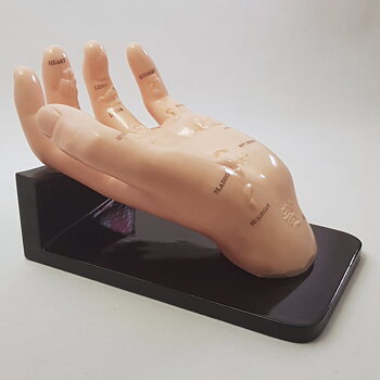 Modell av hand med akupressurzoner för organ, ca 22 cm, stativ