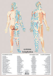 Lymfatiska systemet-Lymphatic system Inplastad A2