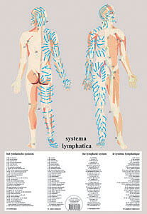 Lymfatiska systemet-Lymphatic system Inplastad A2