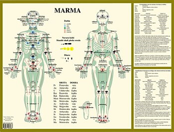 Marma, Ayurvediska punkter A2