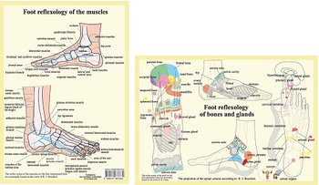 Foot reflexology of bones, glands and muscles, plansch A4