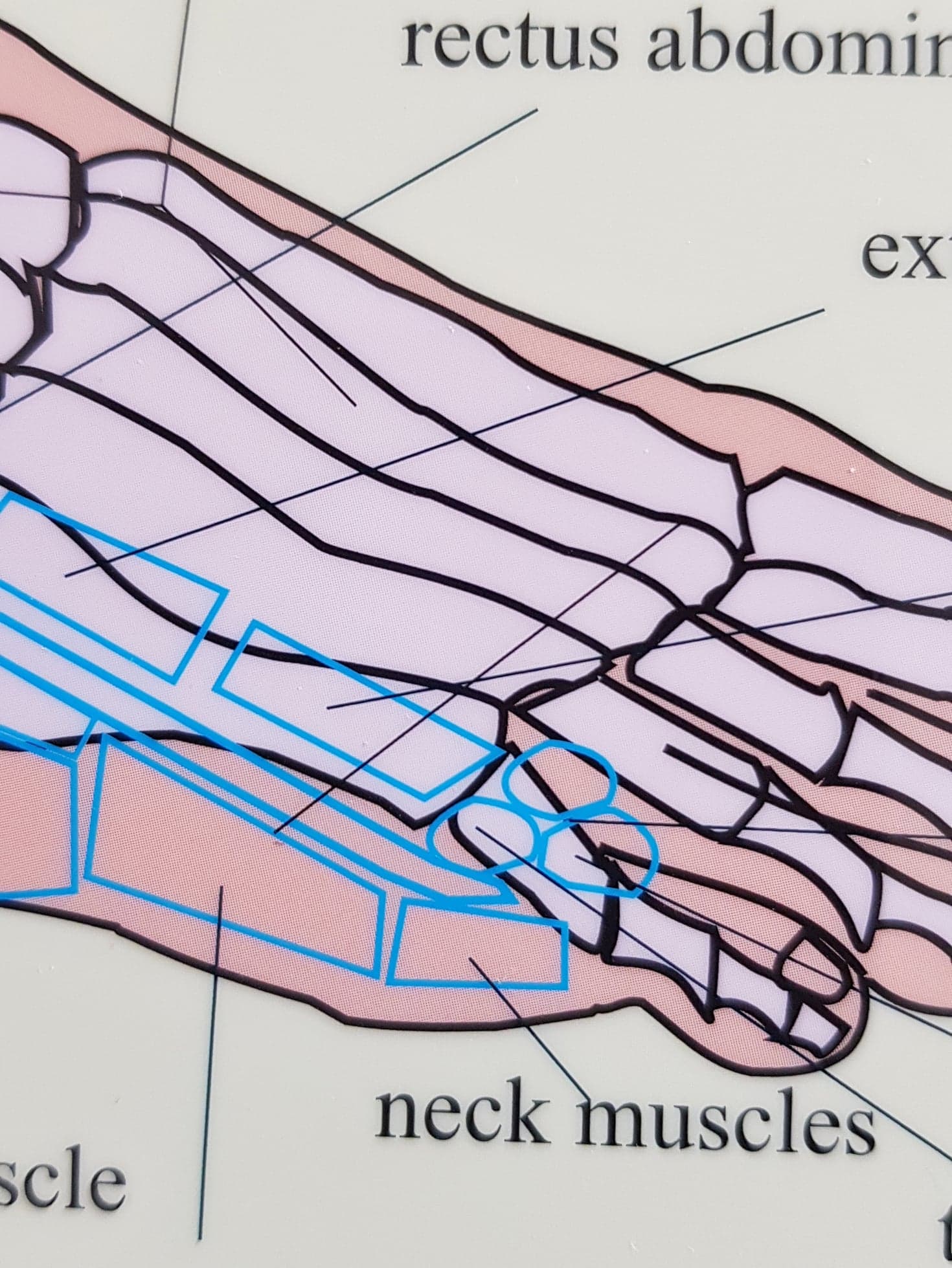 Foot reflexology of bones, glands and muscles, plansch A4 - 2