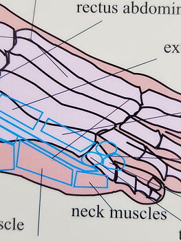 Foot reflexology of bones, glands and muscles, plansch A4