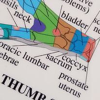 Hand and Foot Reflexology Chart, plansch A4