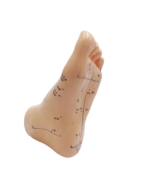 Modell av fot, 15 cm