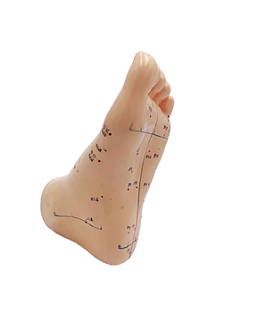 Modell av fot, 15 cm