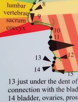 Ansikts reflexiologi - Facial Reflexology, A4 - 2