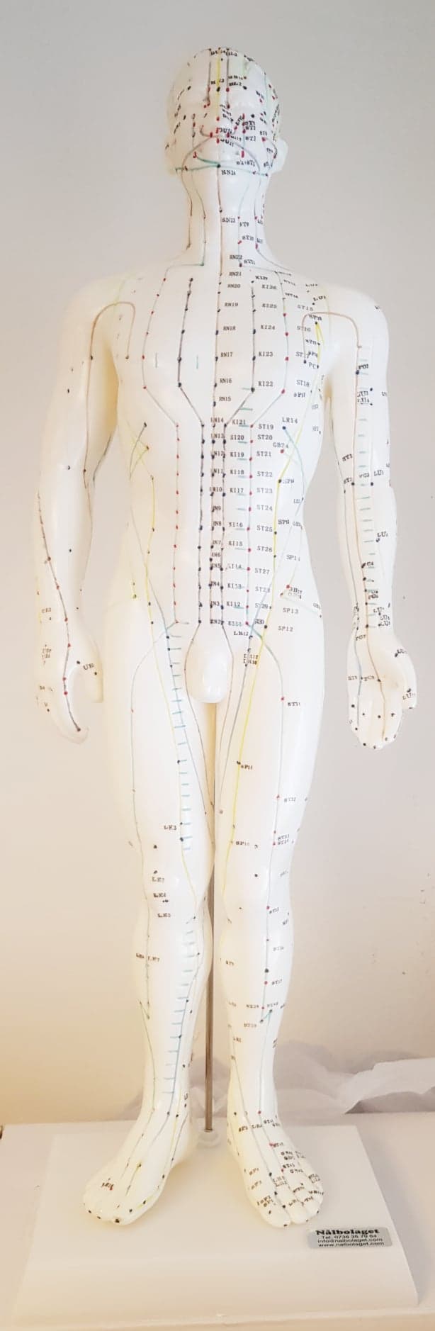 Akupunkturmodell , Man 50 cm