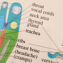 Foot reflexology Chart, plansch A2 - 2