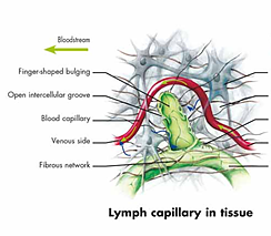 Lymfatiska systemet-Lymphatic system