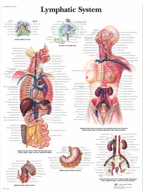 Lymfatiska systemet-Lymphatic system