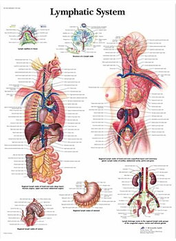 Lymfatiska systemet-Lymphatic system