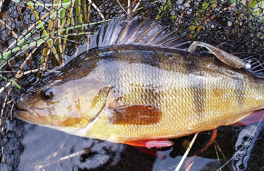 SwingBaits Perzy 8 cm  - 2