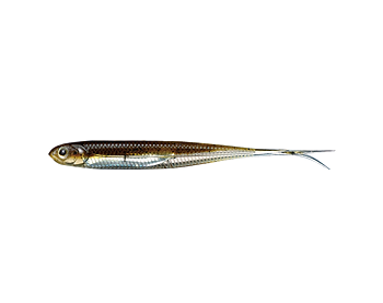 Fish Arrow Flash-J Split 4" 5-pack
