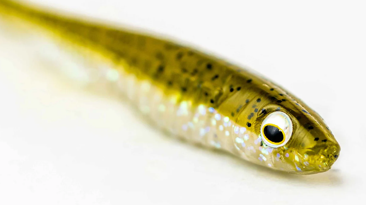 6th Sense Party Minnow 4.0"  10 cm 6-pack - 5