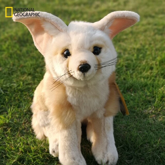 Fennec Fox  National Geographic