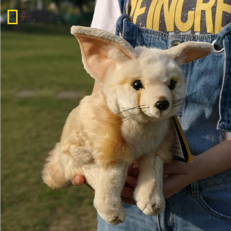 Fennec Fox  National Geographic