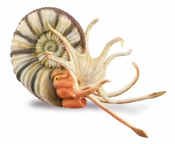 Pleuroceras ammonit