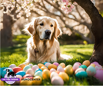 Nose work PÅSKSUMMIT Träningstävling 29/3