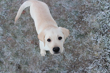 Valpkurs 1 - torsdagar start 25 februari INOMHUS FULL