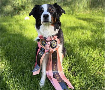 Nose work Tävlingsgrupp klass 1 start 24/3 FULL