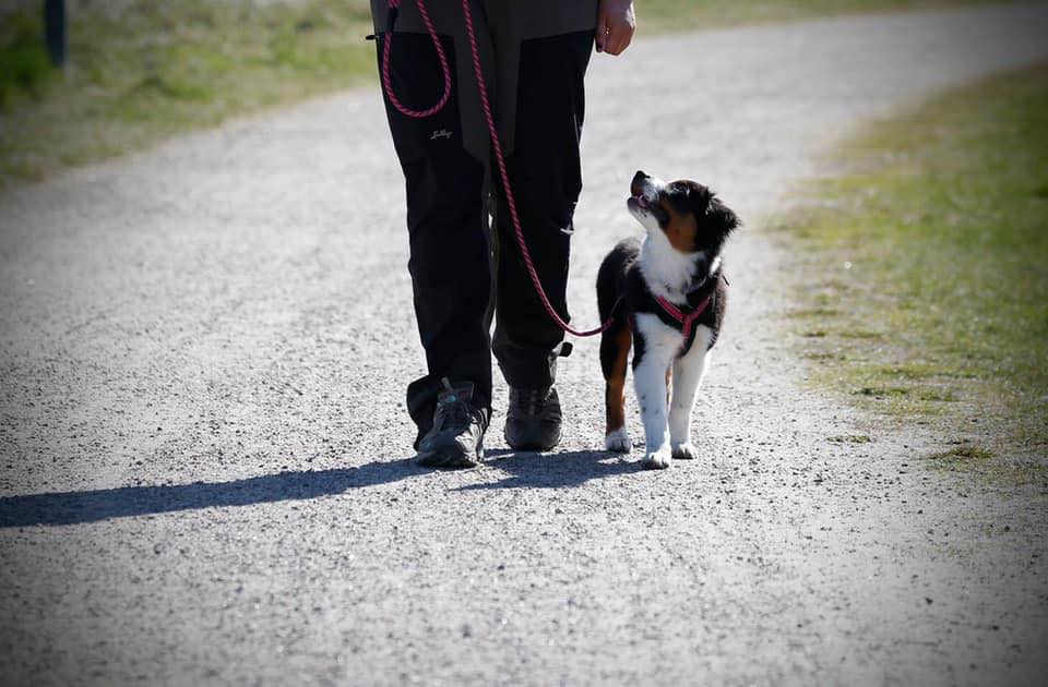 Promenadkurs med koppelträning och hundmöten UTOMHUS start  21/5