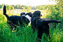 Valpmingel 4/9 - Läsa hund!