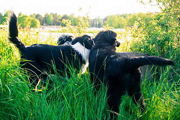 Valpmingel 4/9 - Läsa hund!