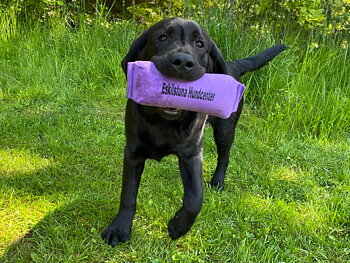 Grundkurs i jaktapportering för spaniel & retriever start 26 april
