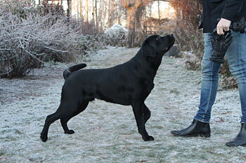 Valp- & unghundskurs 3 - start 25/1  INOMHUS & UTOMHUS FULL